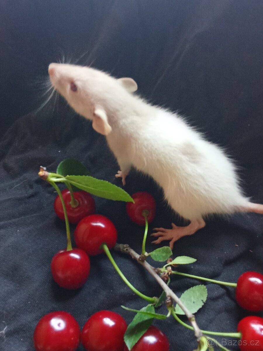 Potkan dumbo , tři sestřičky - 7
