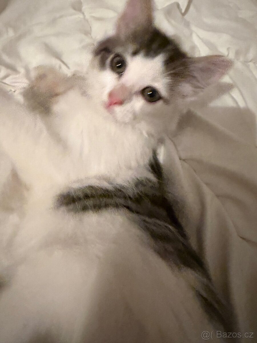 Koťátka kočičky matka Ragdoll - 7