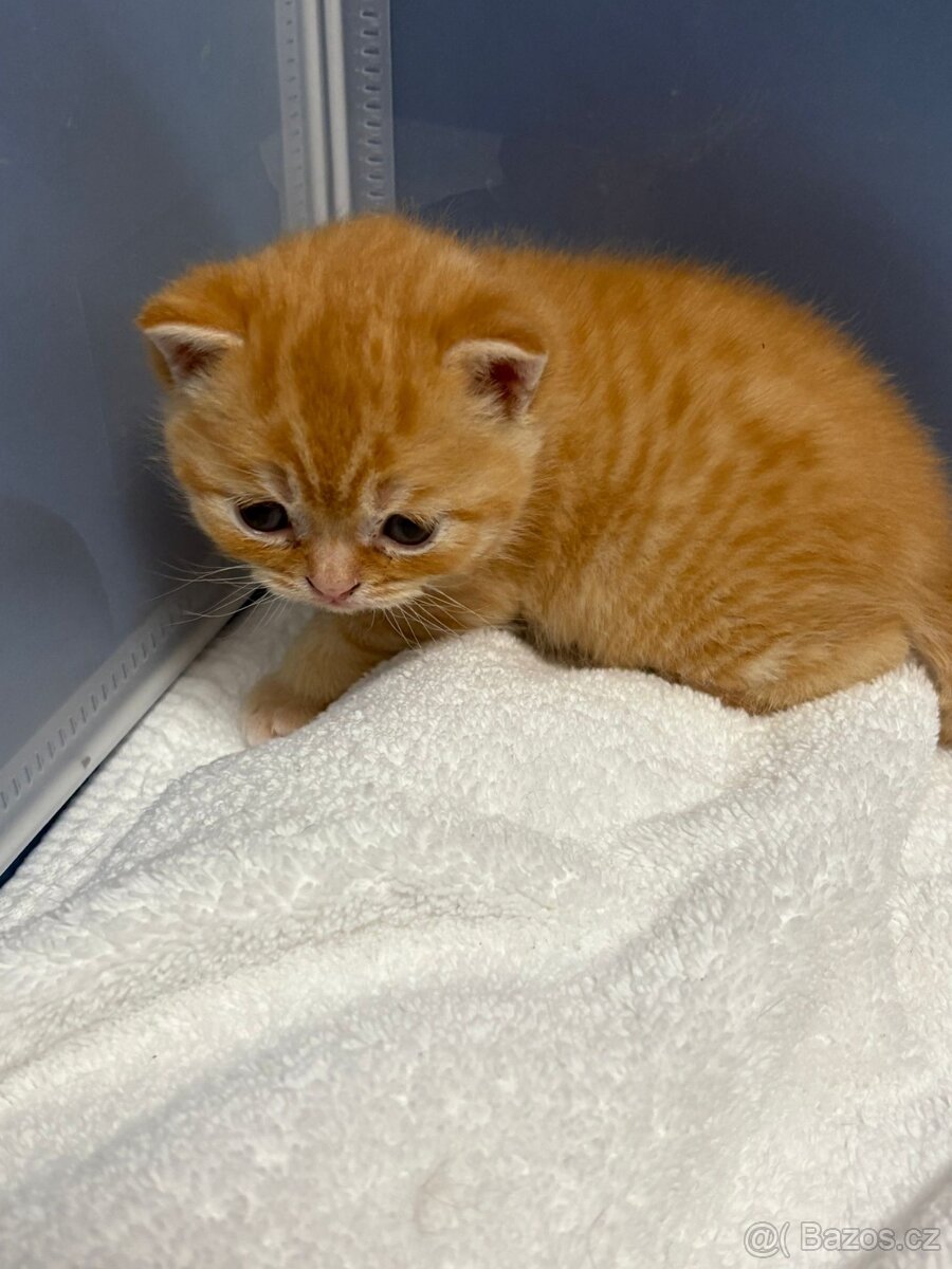 Koťátka - 7
