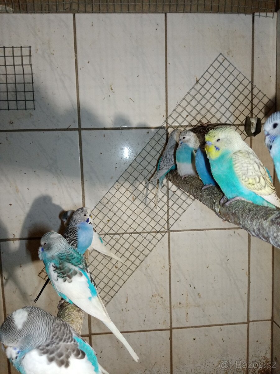 Andulka - andulky - 7