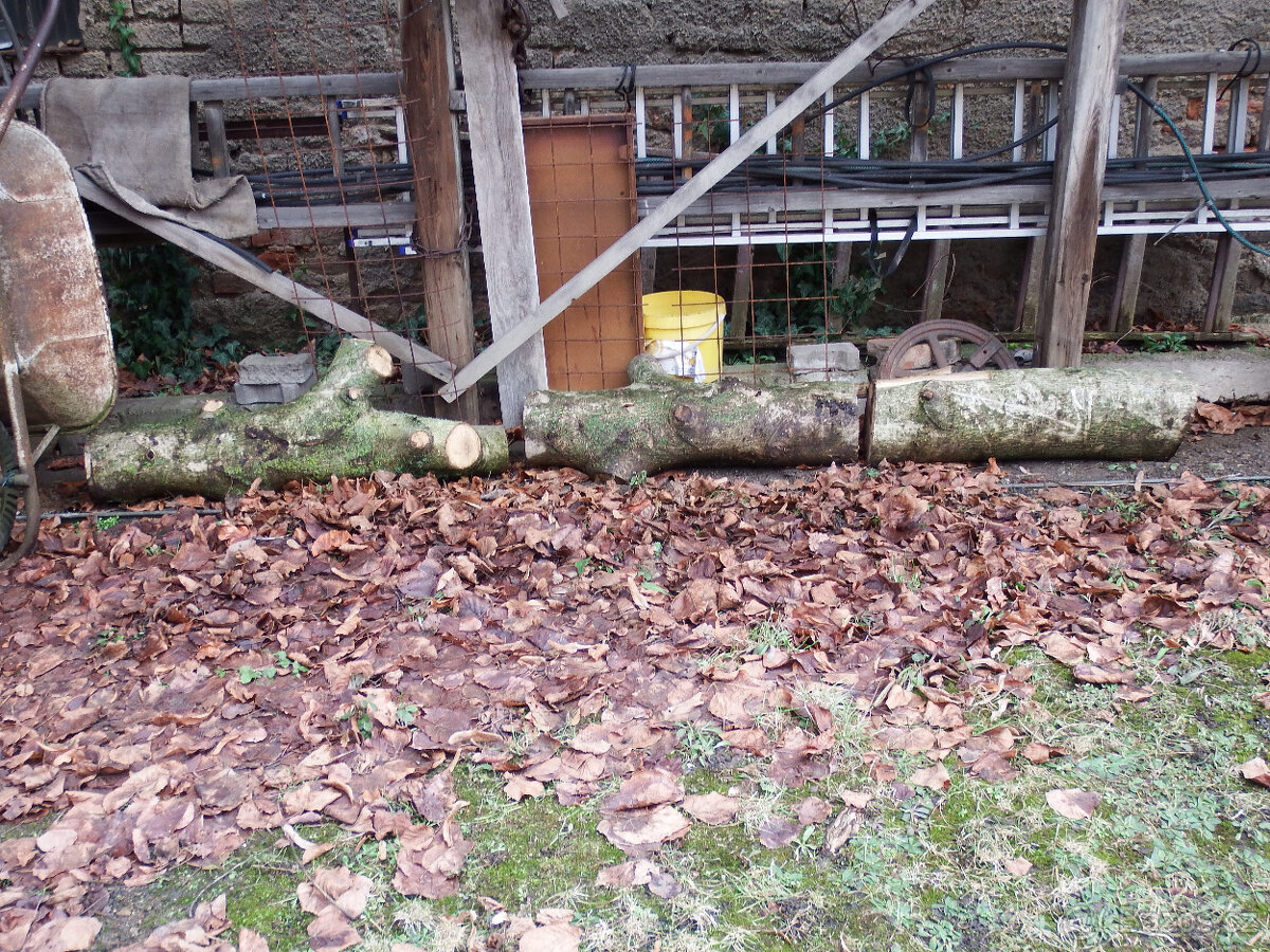 Prodej kmene ořešáku 1 - 7