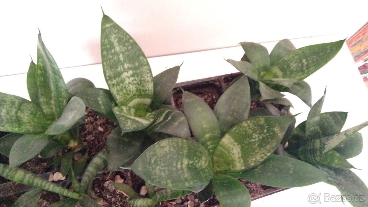 Tchýnin jazyk Sansevieria - různé druhy - 7
