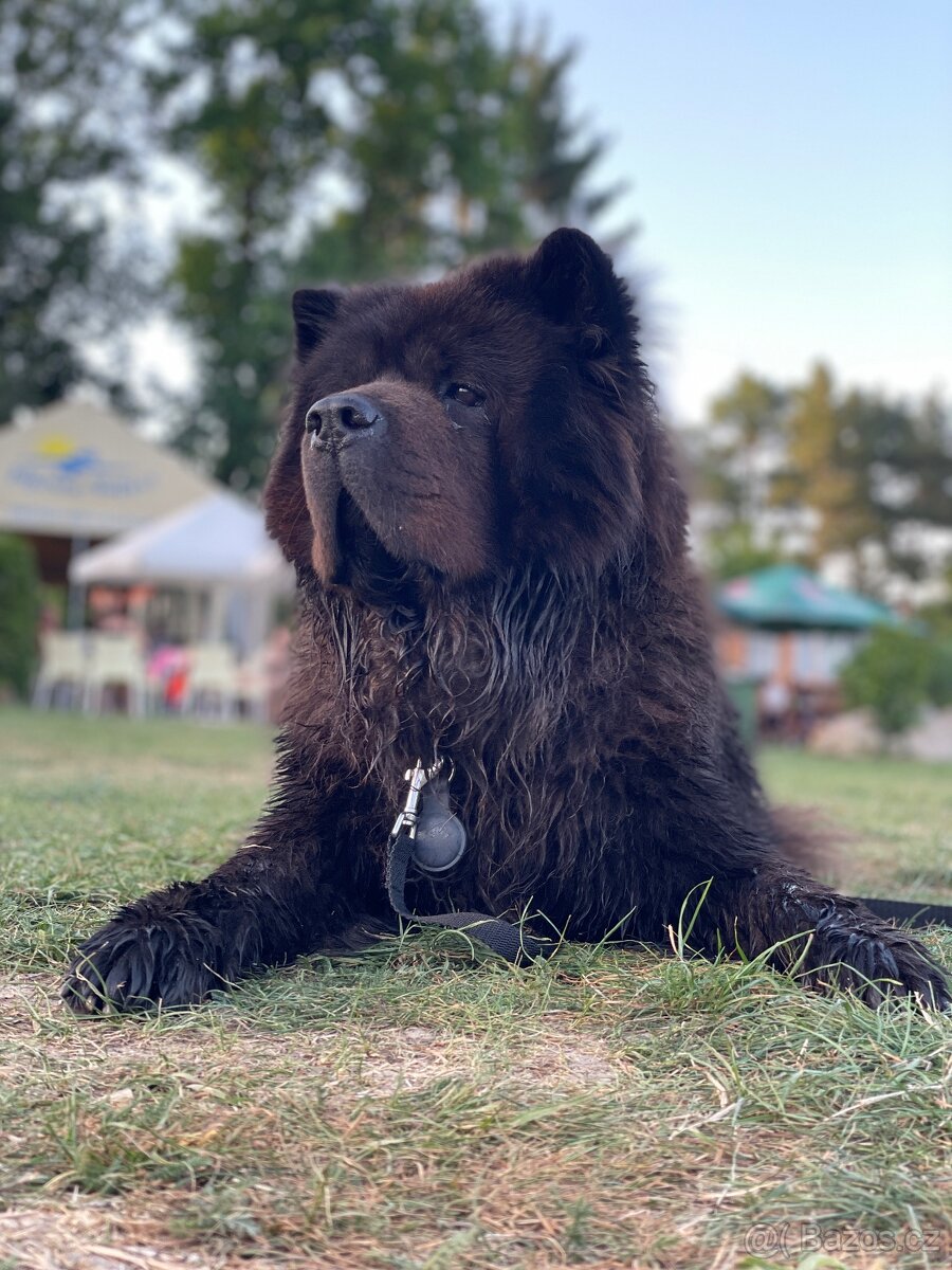 Hledáme fenku na krytí - Chow Chow (Čau Čau) - 7