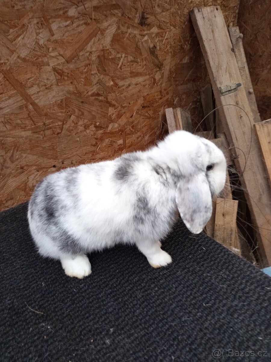 Zakrslý beran rhönský - 7