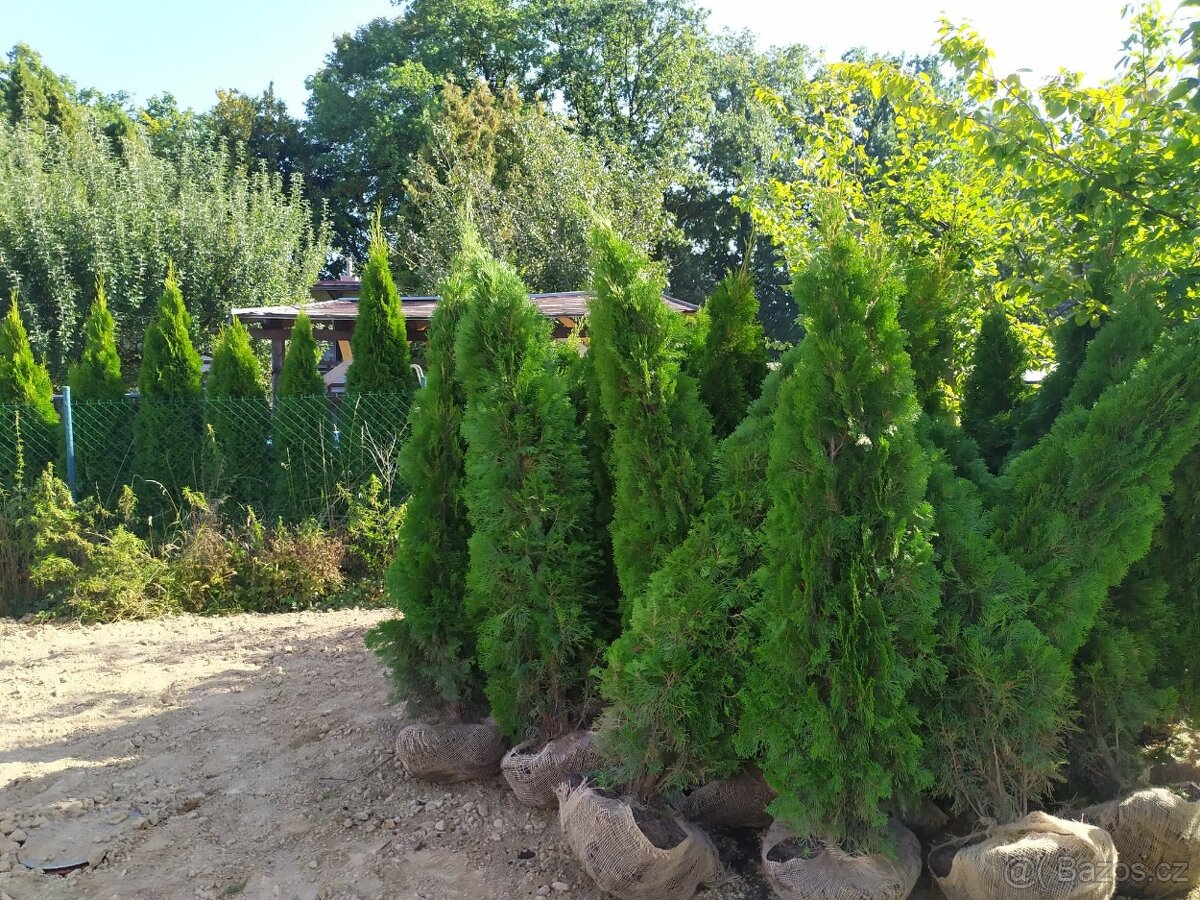 Thuje smaragd - 7