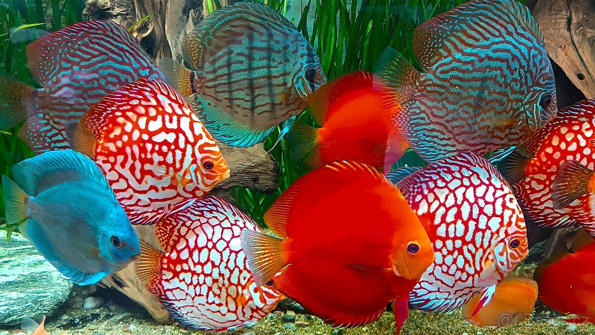 Tetra Discus Granules - granule pro terčovce - 7