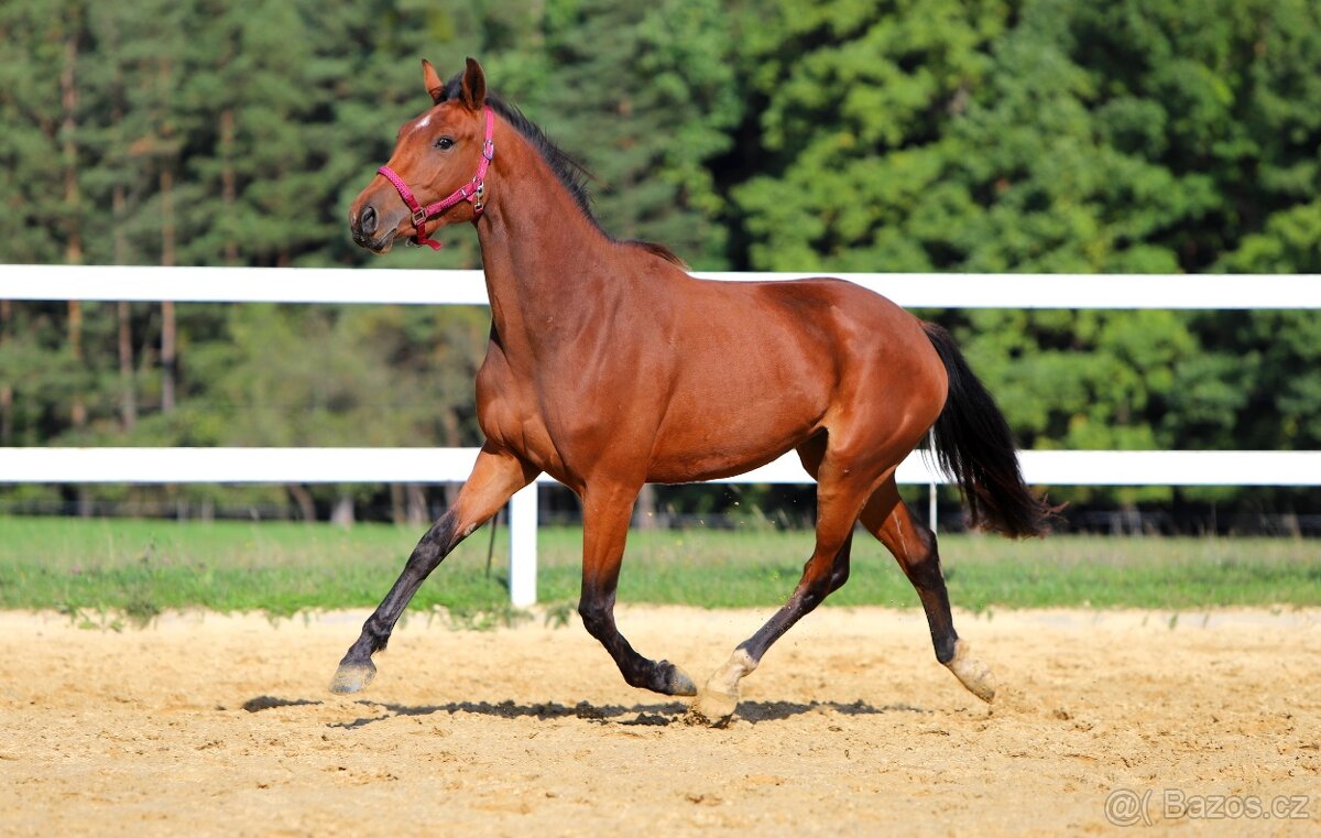 ____Klisna český teplokrevník___ - 7