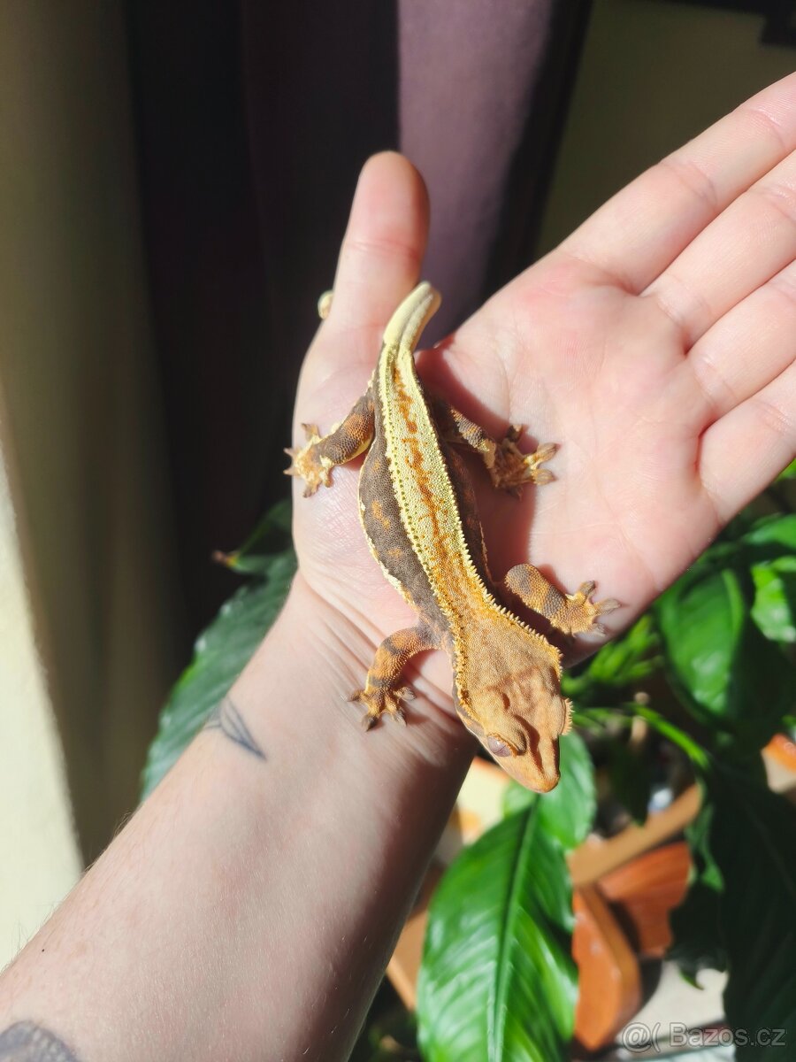 Pagekon řasnatý 0.1 LW - 7