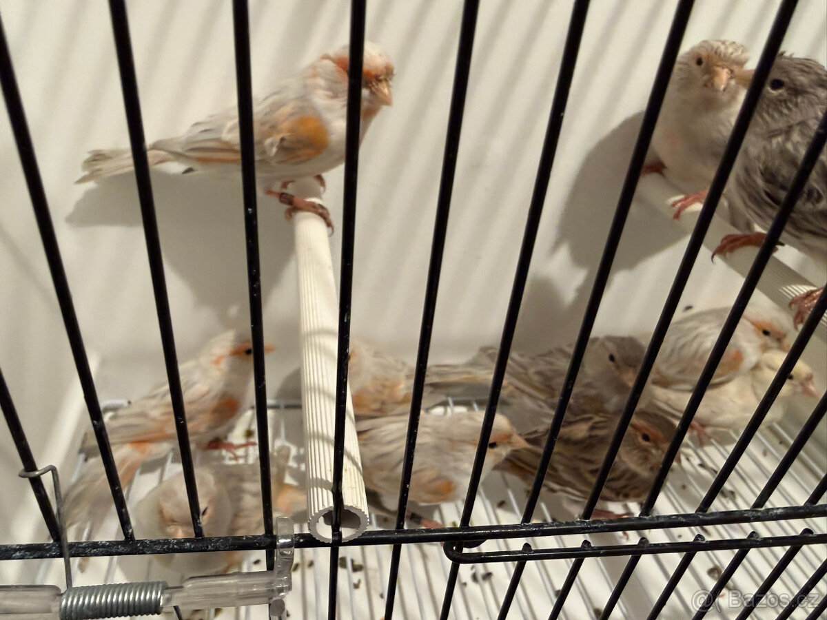 Prodám červené melaninové kanáry - 7