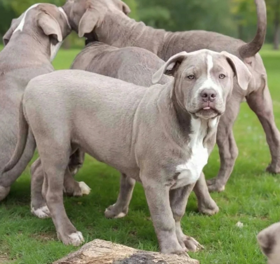 American bully xl xxl - 7
