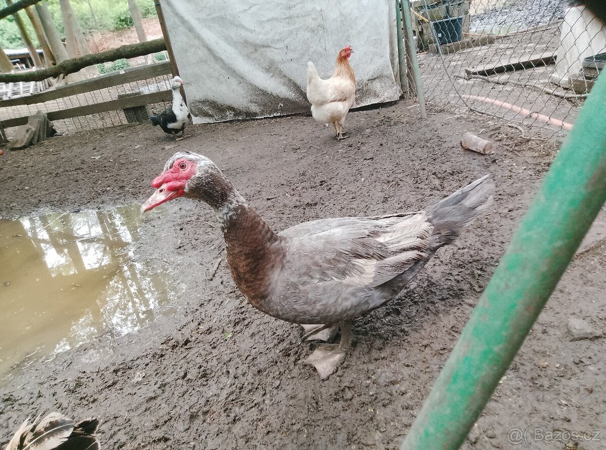 Kachny a kachňata pižmové - 7