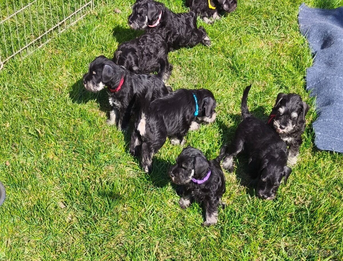 Knírač malý černostříbřitý - 7