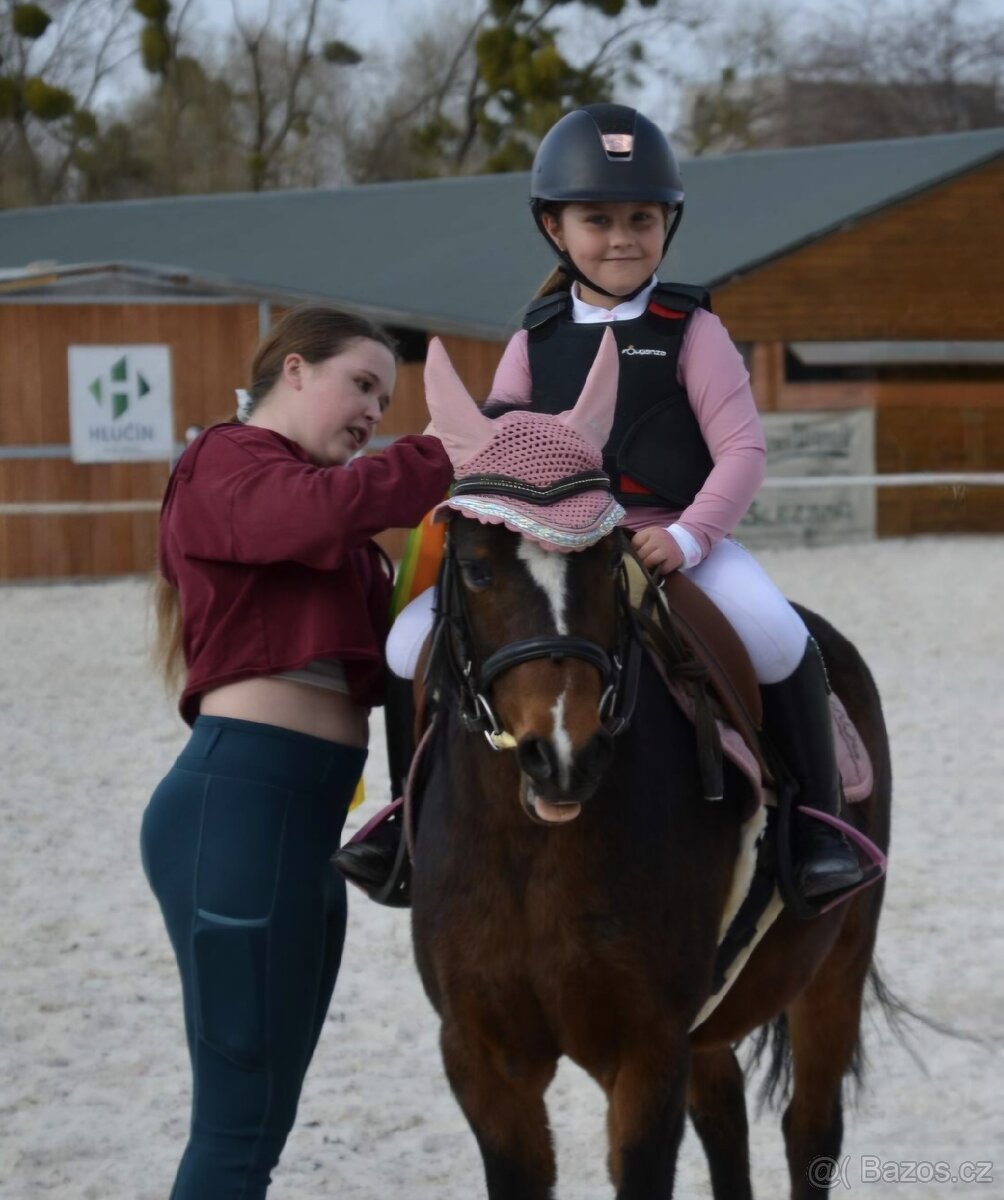 6letá klisna Welsh - 7