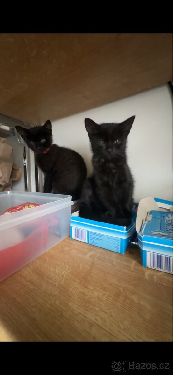 Koťátka - 7
