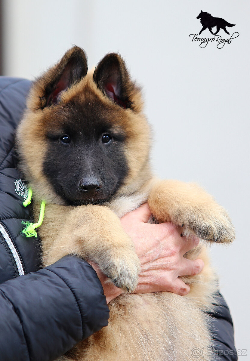 Belgický ovčák Tervueren s PP - štěňátka k odběru - kluci - 7