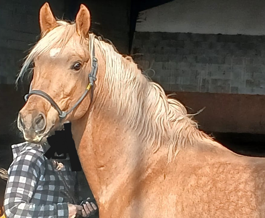 Hřebec / valach welsh part bred - 7