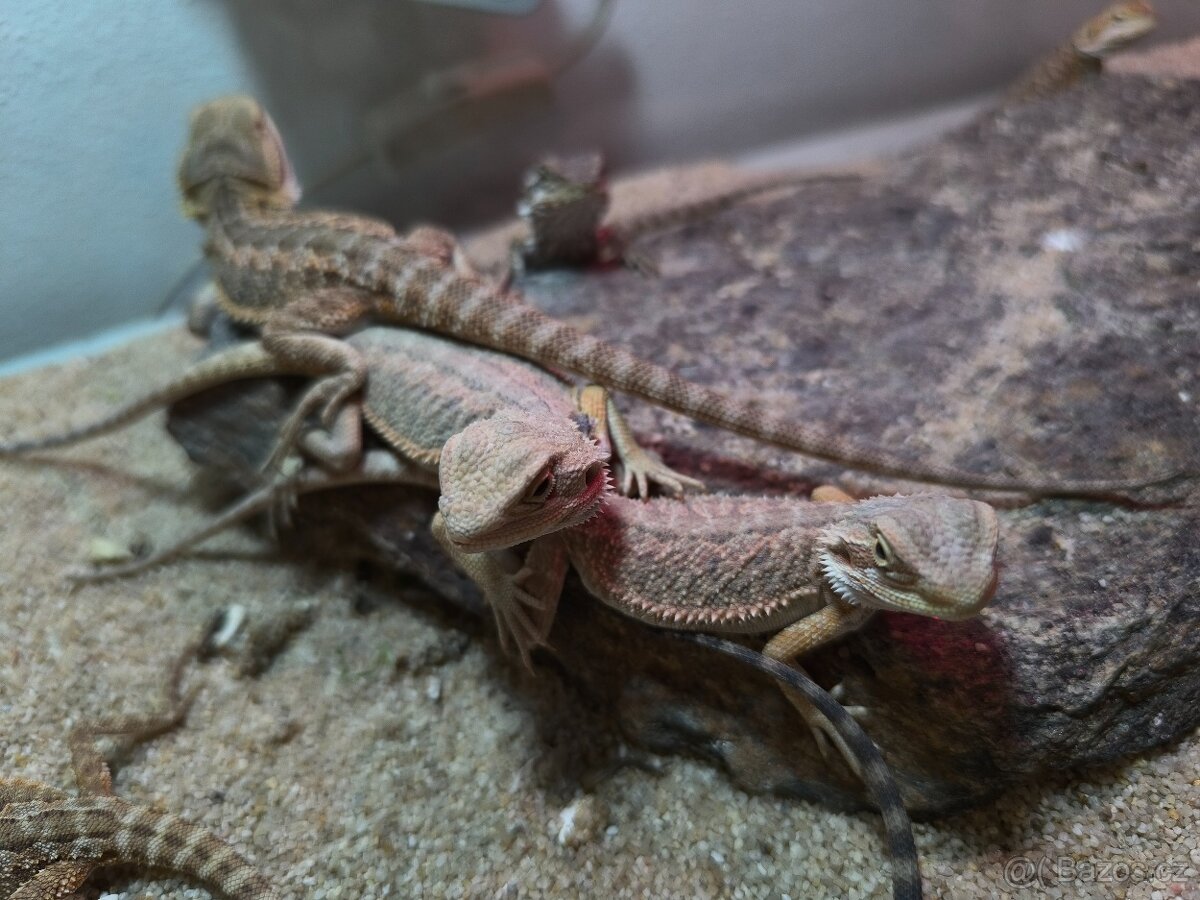 Agama vousatá České Budějovice - 7