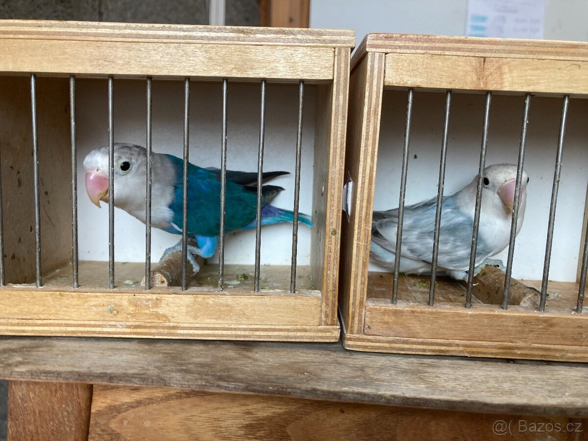 Agapornis fischeri - 7