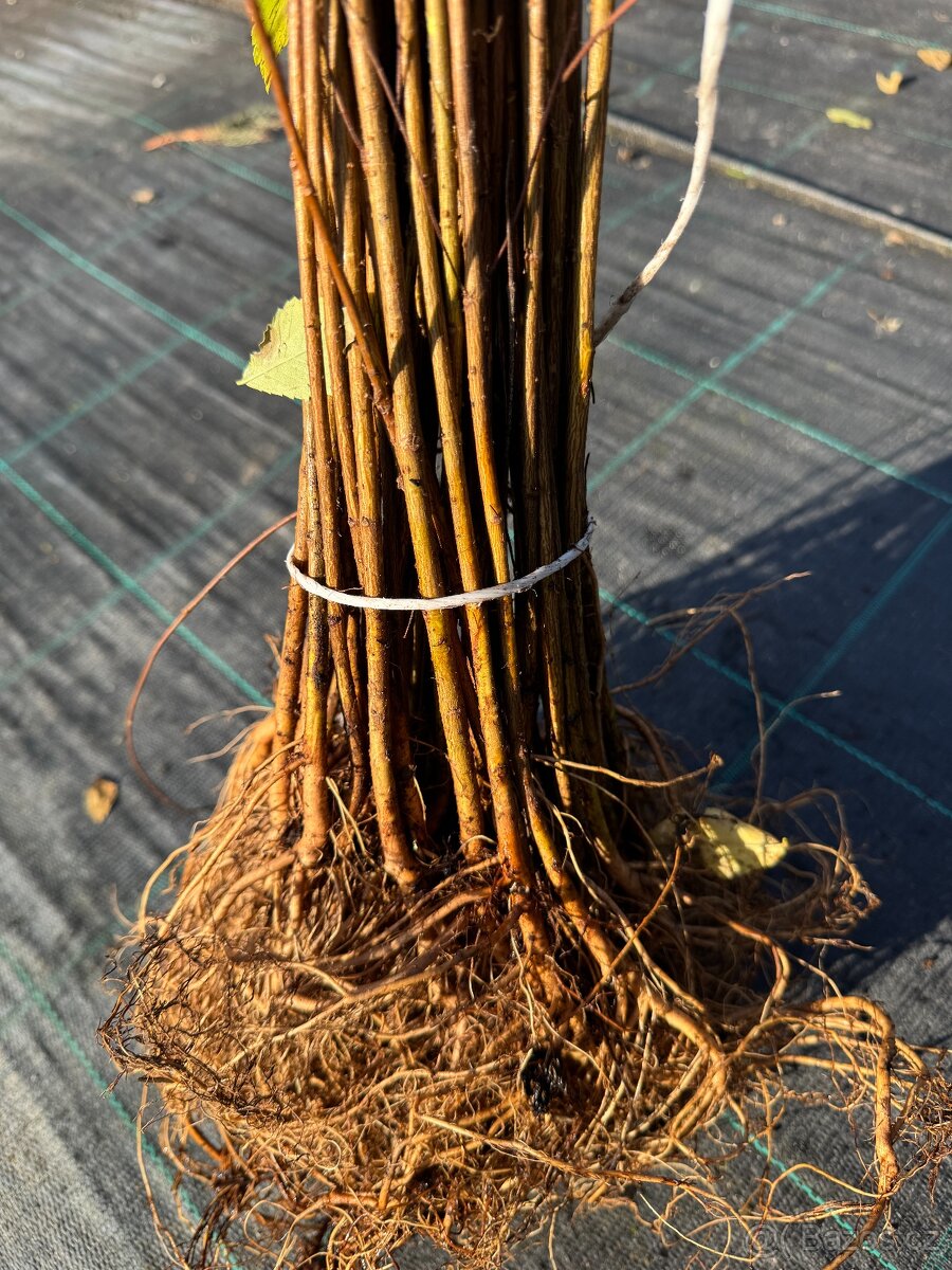 Jilm sibiřský - prostokořenná sadba - 7