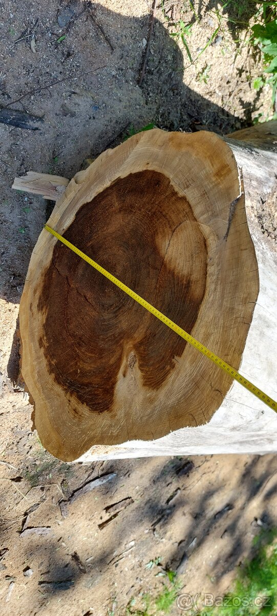 Dutý kmen jilm horský - 7