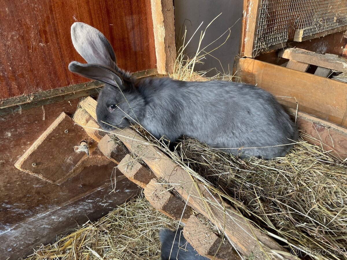 PRODÁM 75 % KŘÍŽENCE S BELGICKÝM OBREM MODRÝM - 7