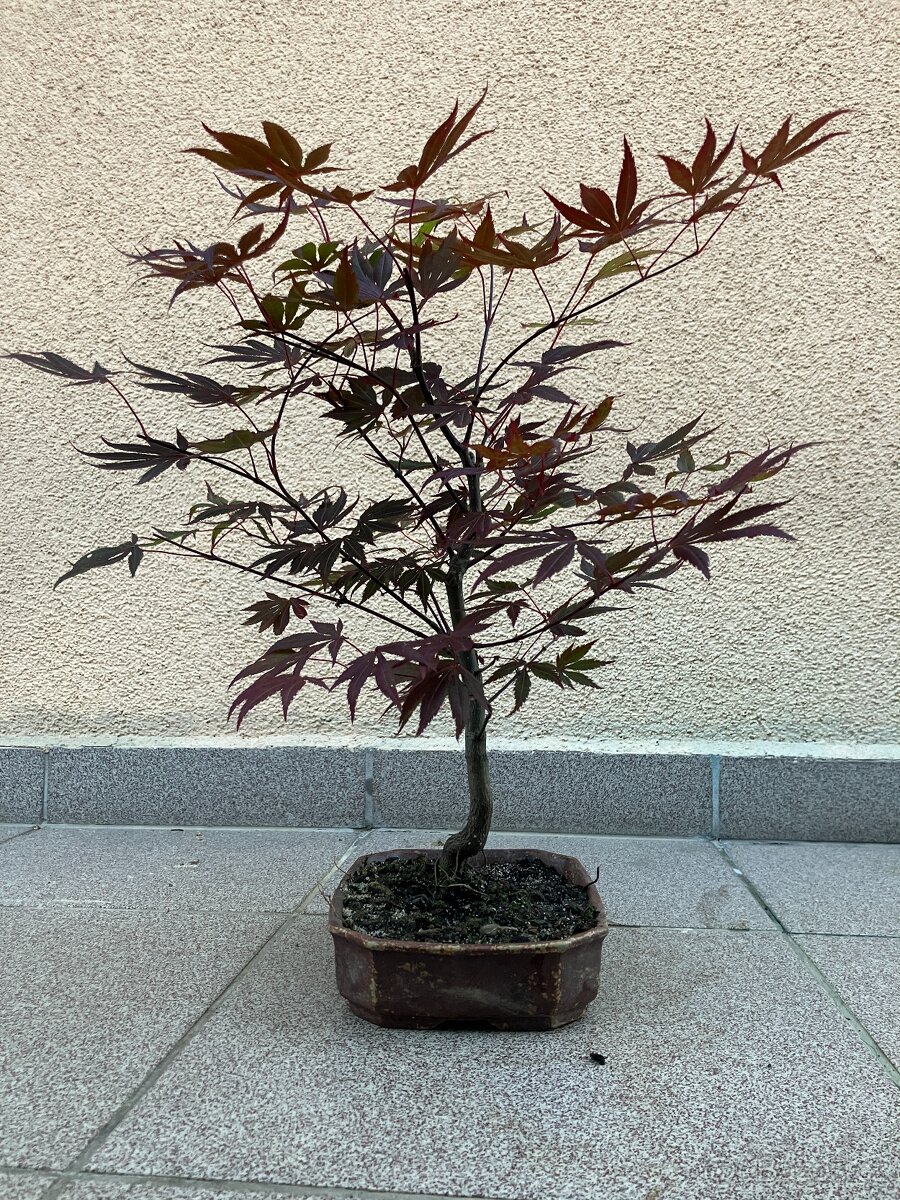 Bonsai, Bonsaj, japonský javor - 7