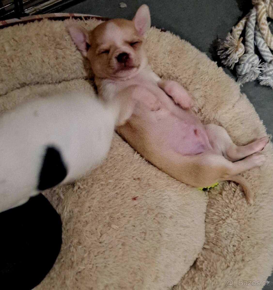 Prodám krásná štěňátka čivavy bez PP – 7 týdnů - 7