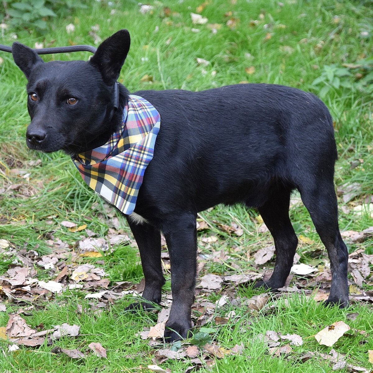 🐾 Hoopy – plachý psí hrdina s velkým srdcem 🐾 - 7