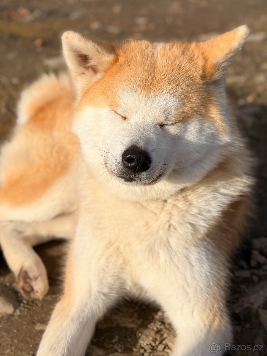 Akita Inu - 7
