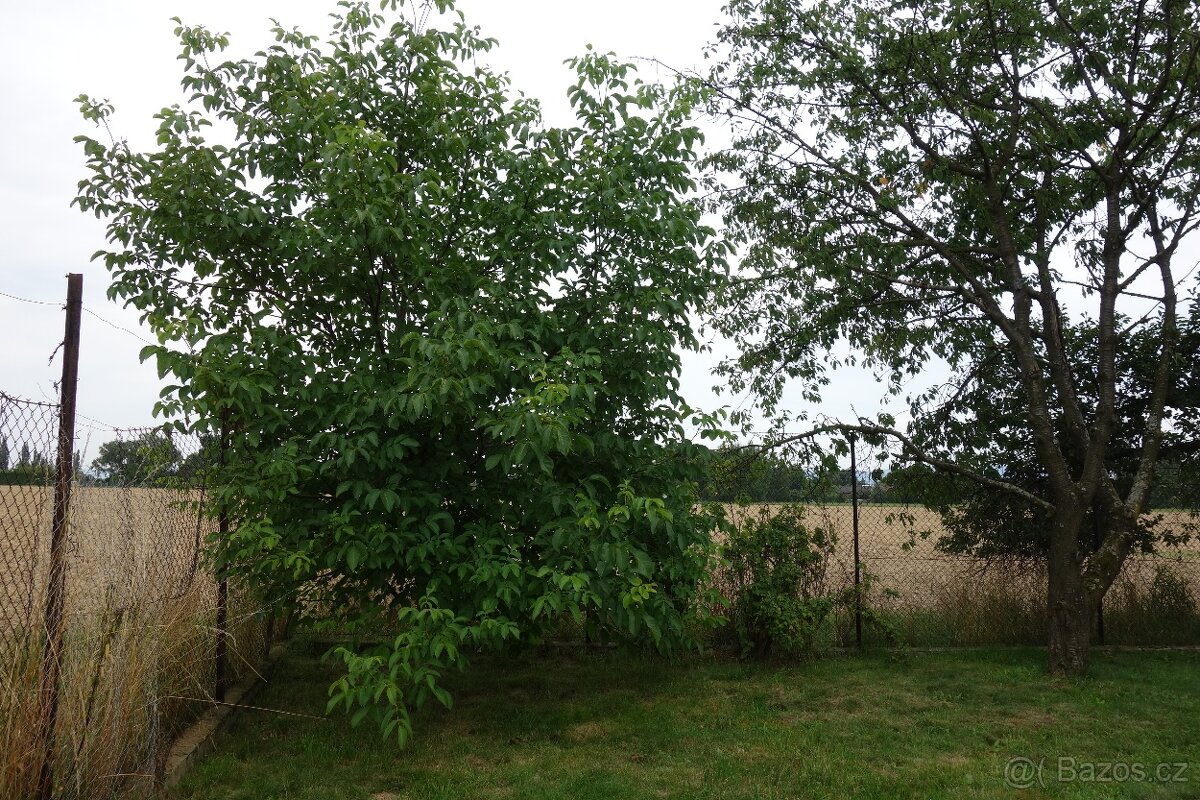 Zahrada - polosamota - 7