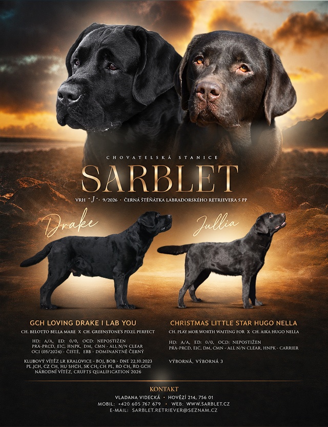 Labradorský retrívr-černá štěňátka s PP - 7