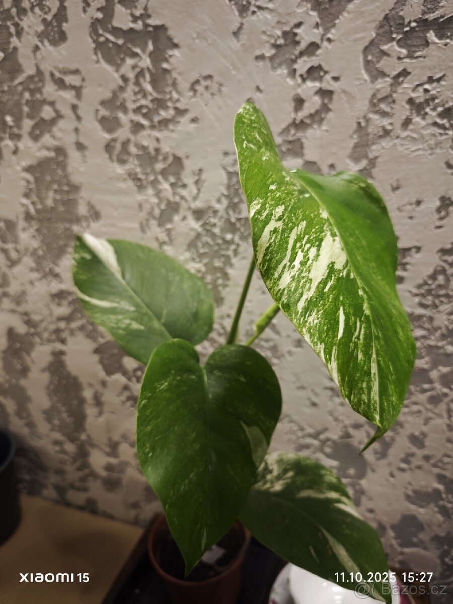 Monstera deliciosa alba - 7