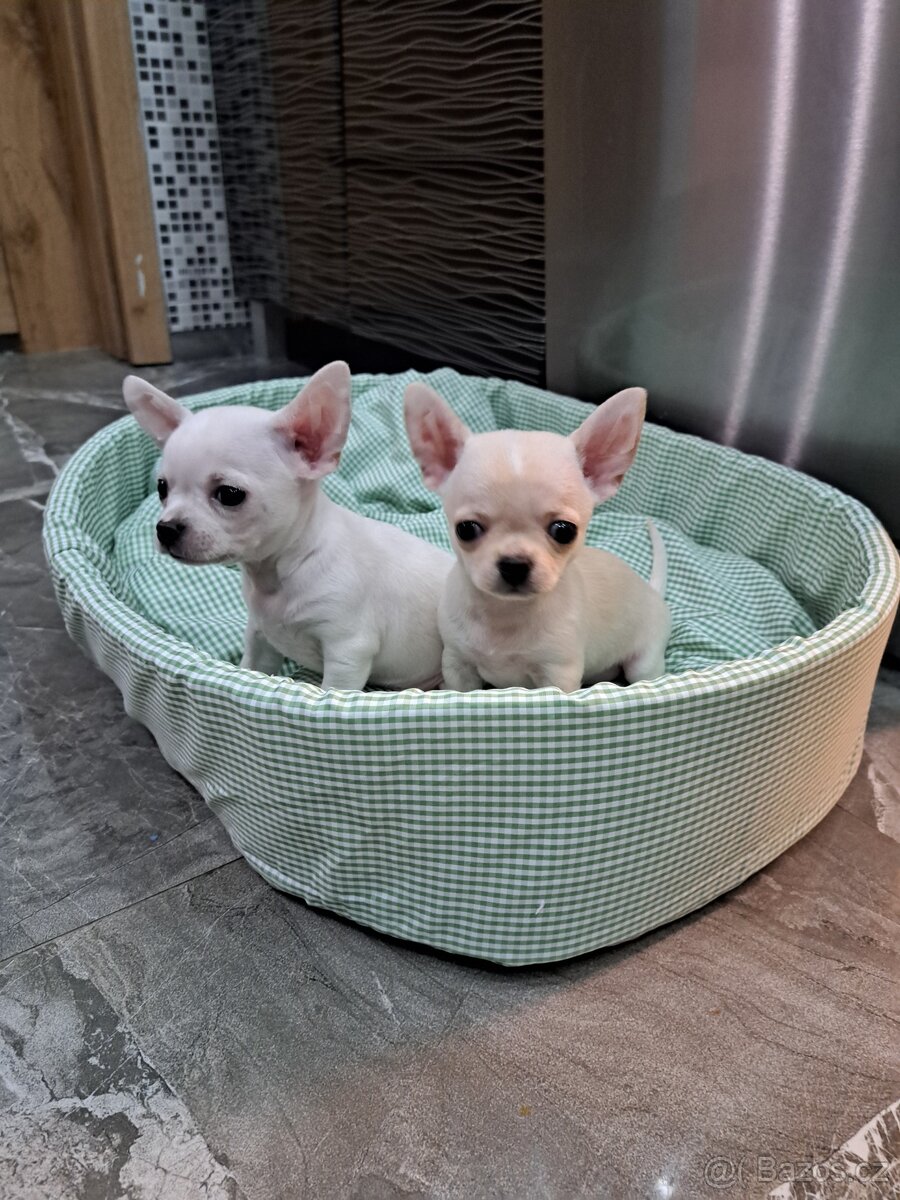 Čivava Mini pejsci - 7