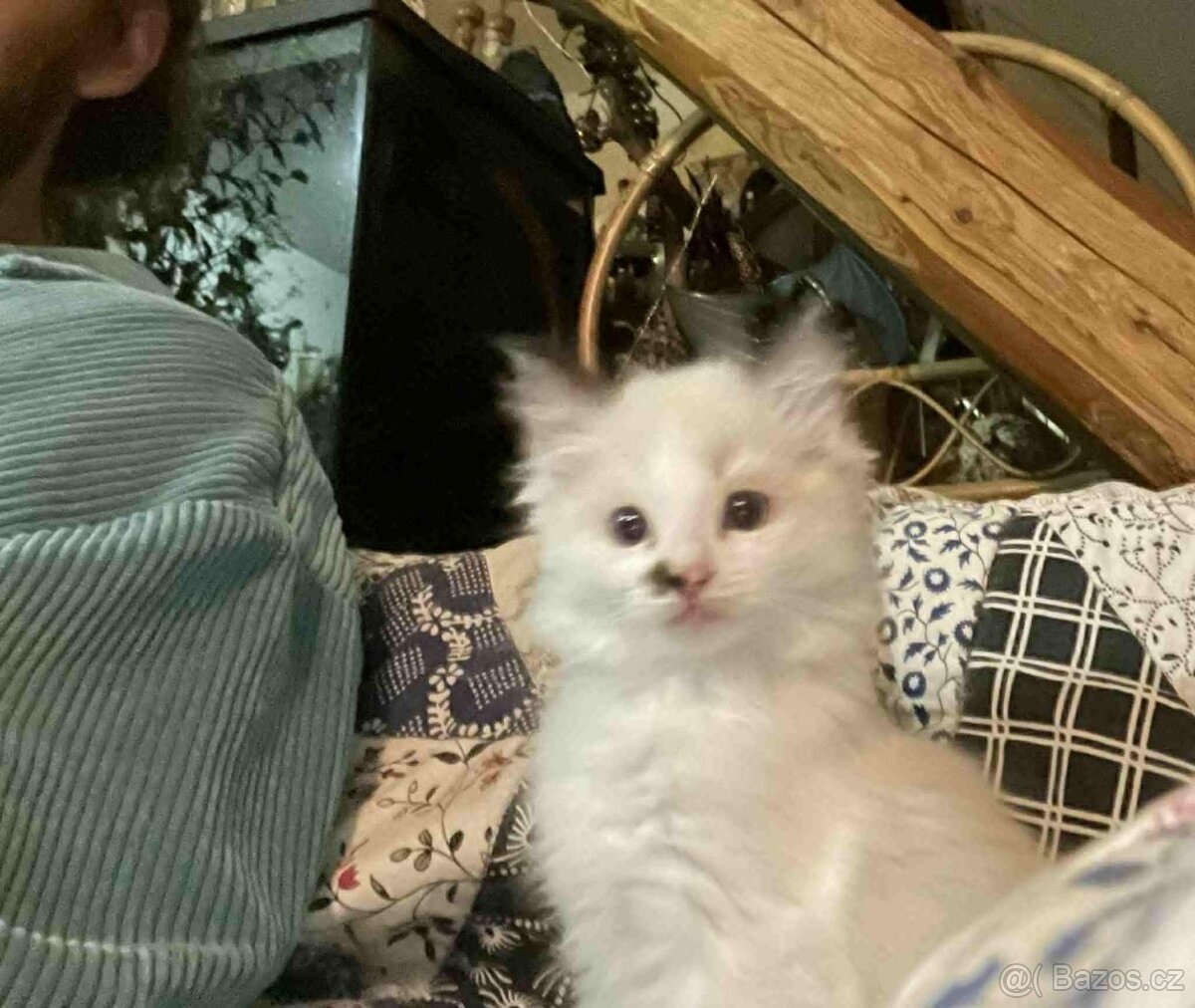 Ragdoll - koťata/kocourci bez PP - 7