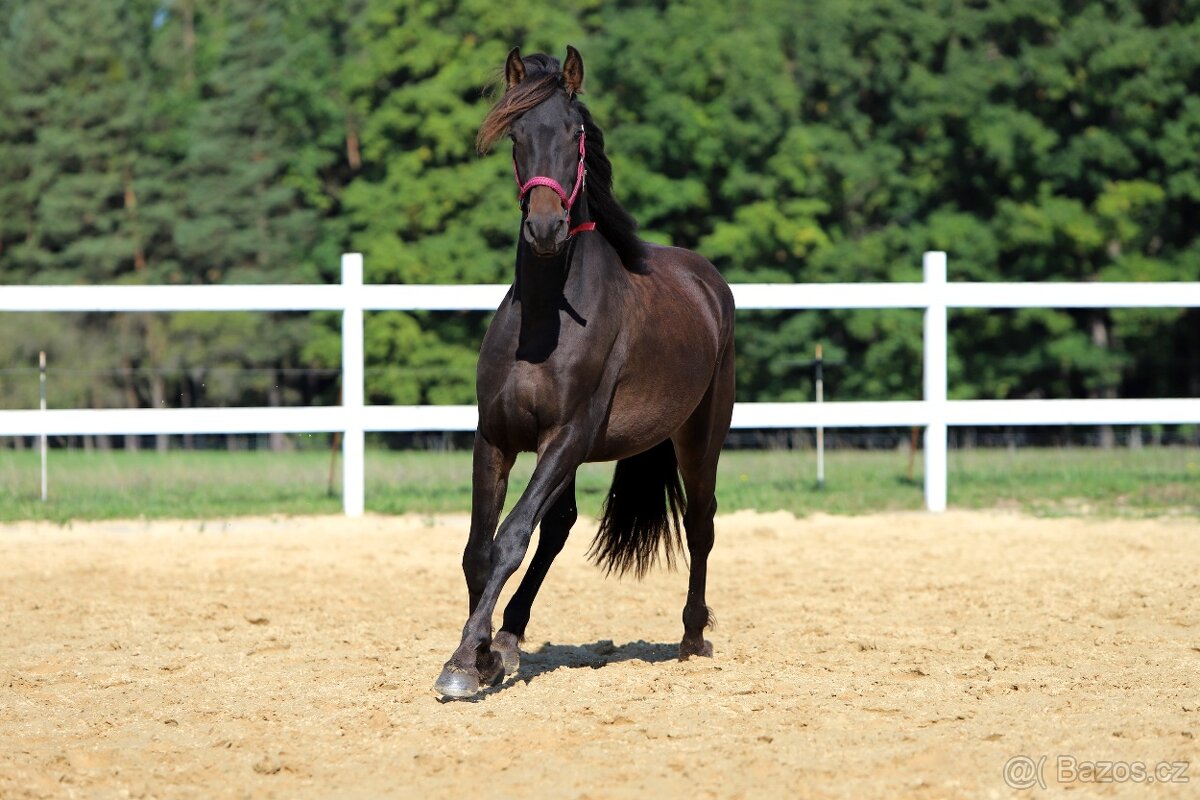 ______Valášek Barock pinto - Frís___ - 7