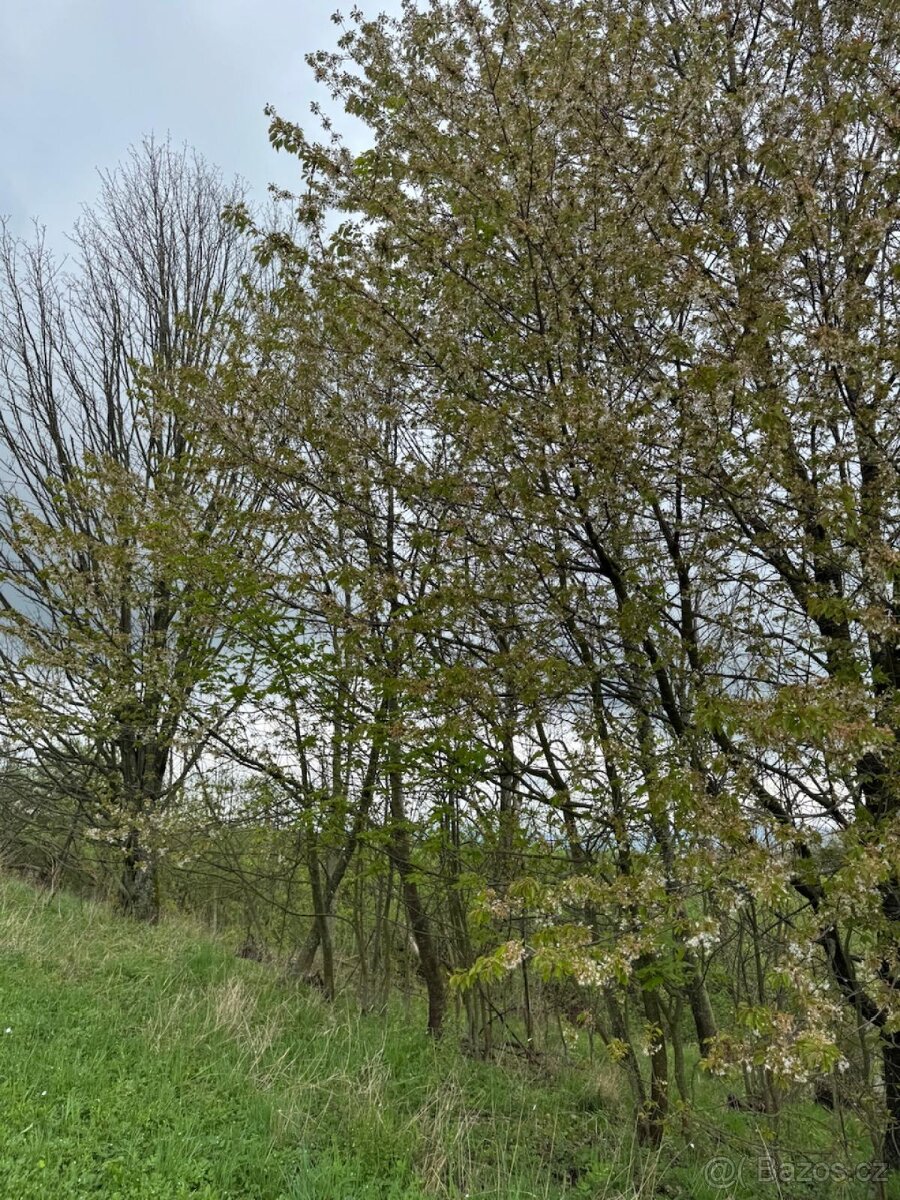 Prodám lesní pozemky v k.ú. Bukovina u Čisté. - 7