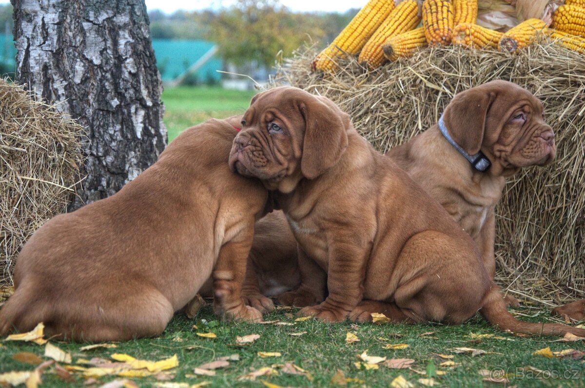 Bordeauxska doga, bordo doga, Dogue de Bordeaux - 7
