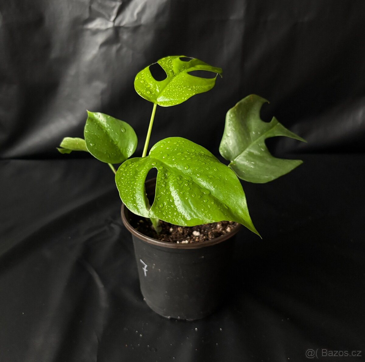 Monstera minima (Rhaphidophora tetrasperma) - 7