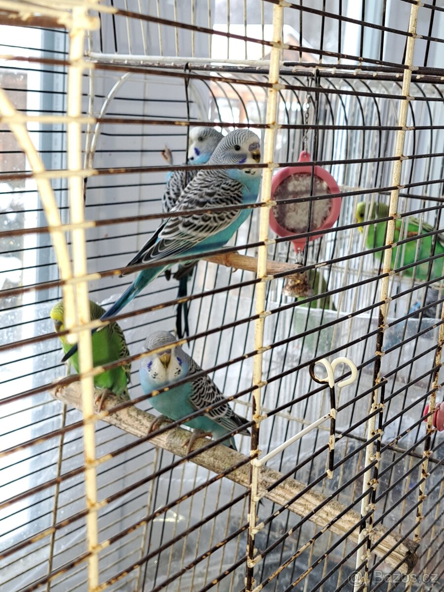 Andulka vlnkovaná - mláďátko - sameček - 7