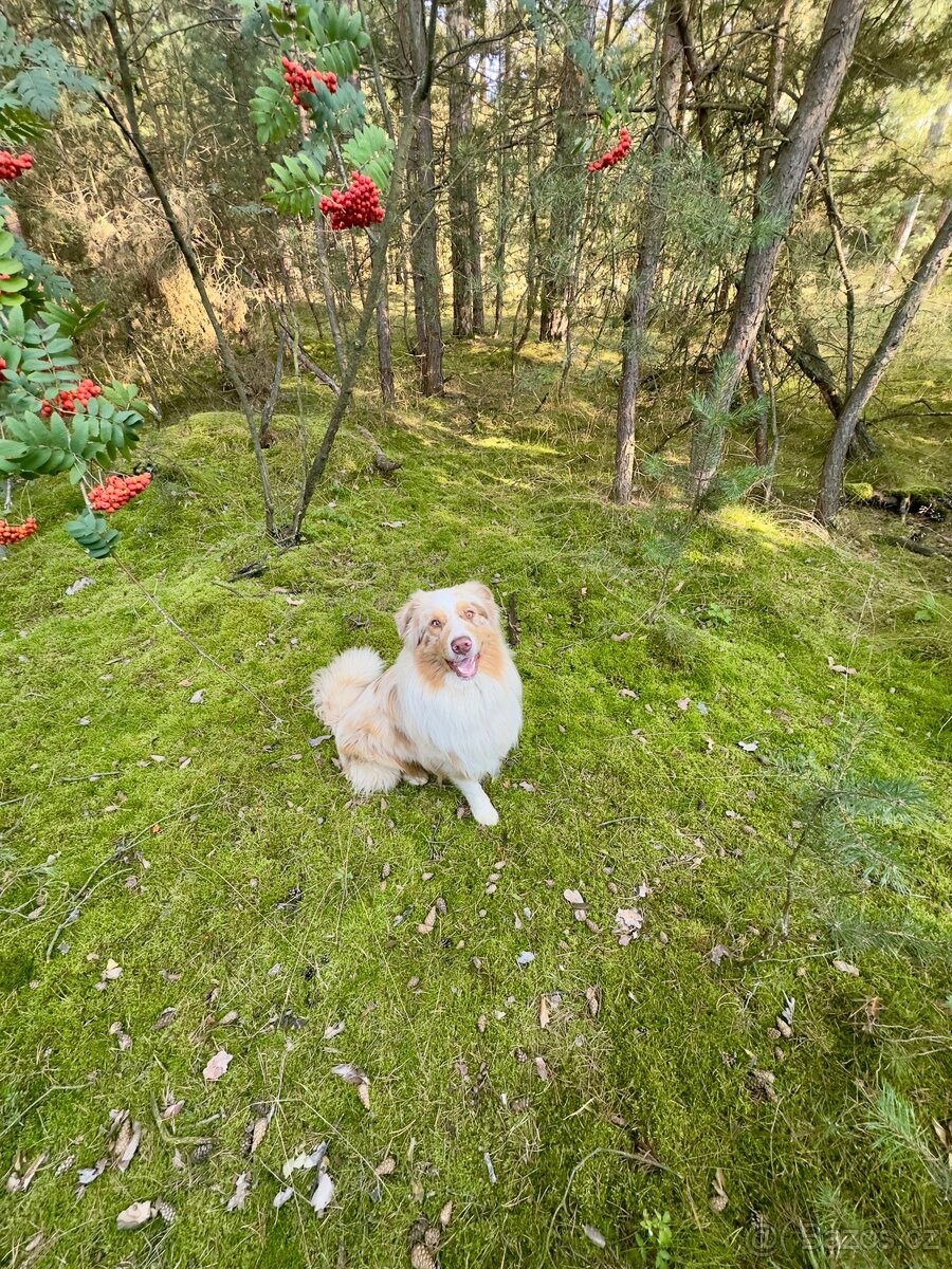 Australský ovčák bez PP - 7