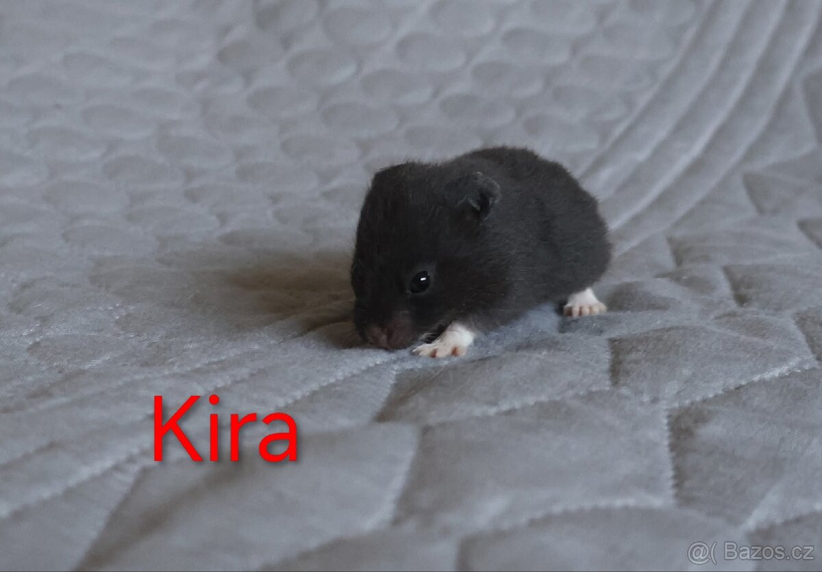 Křeček syrský s PP - vrh K - 7