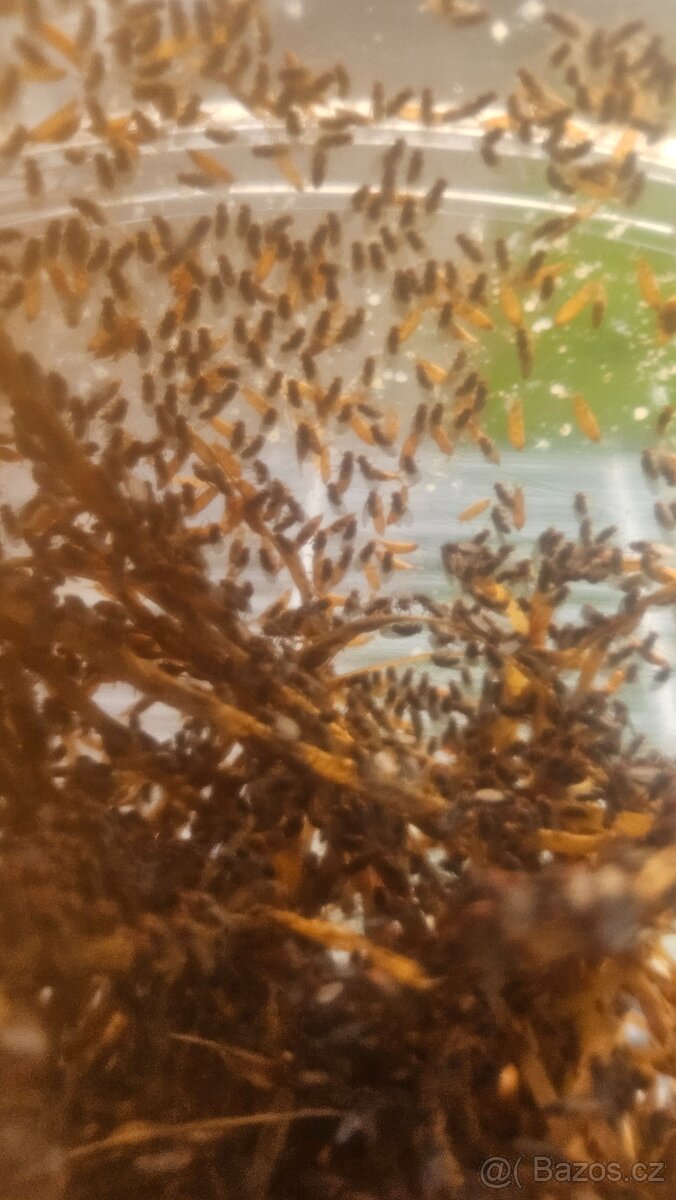 Nabízím krmný hmyz - octomilky 50kč - 7