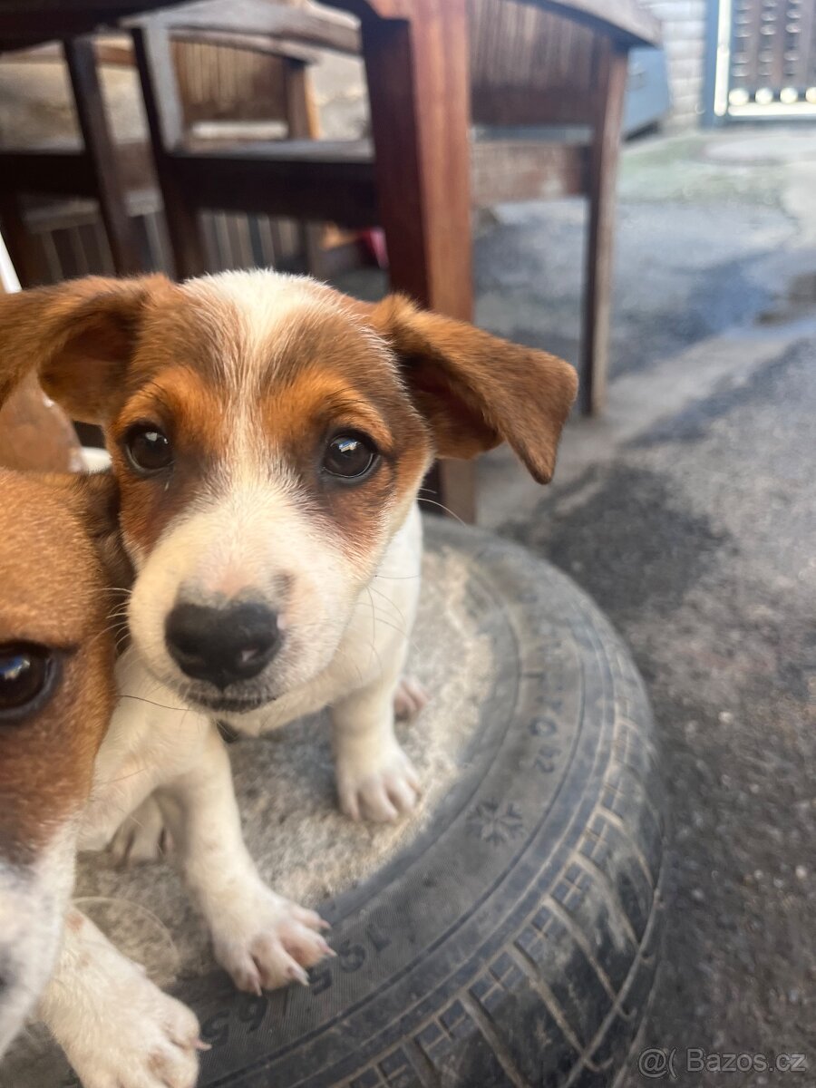Jack Russell teriér - 7