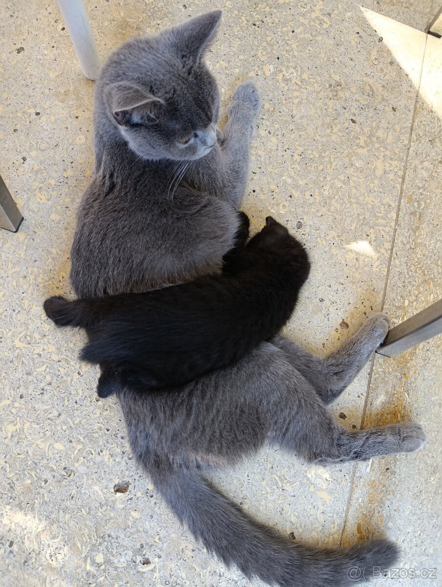 Britské koťátko - 7