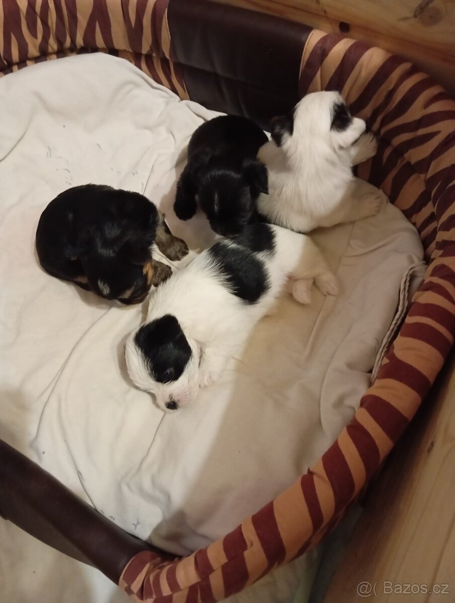 Štěňata - 7