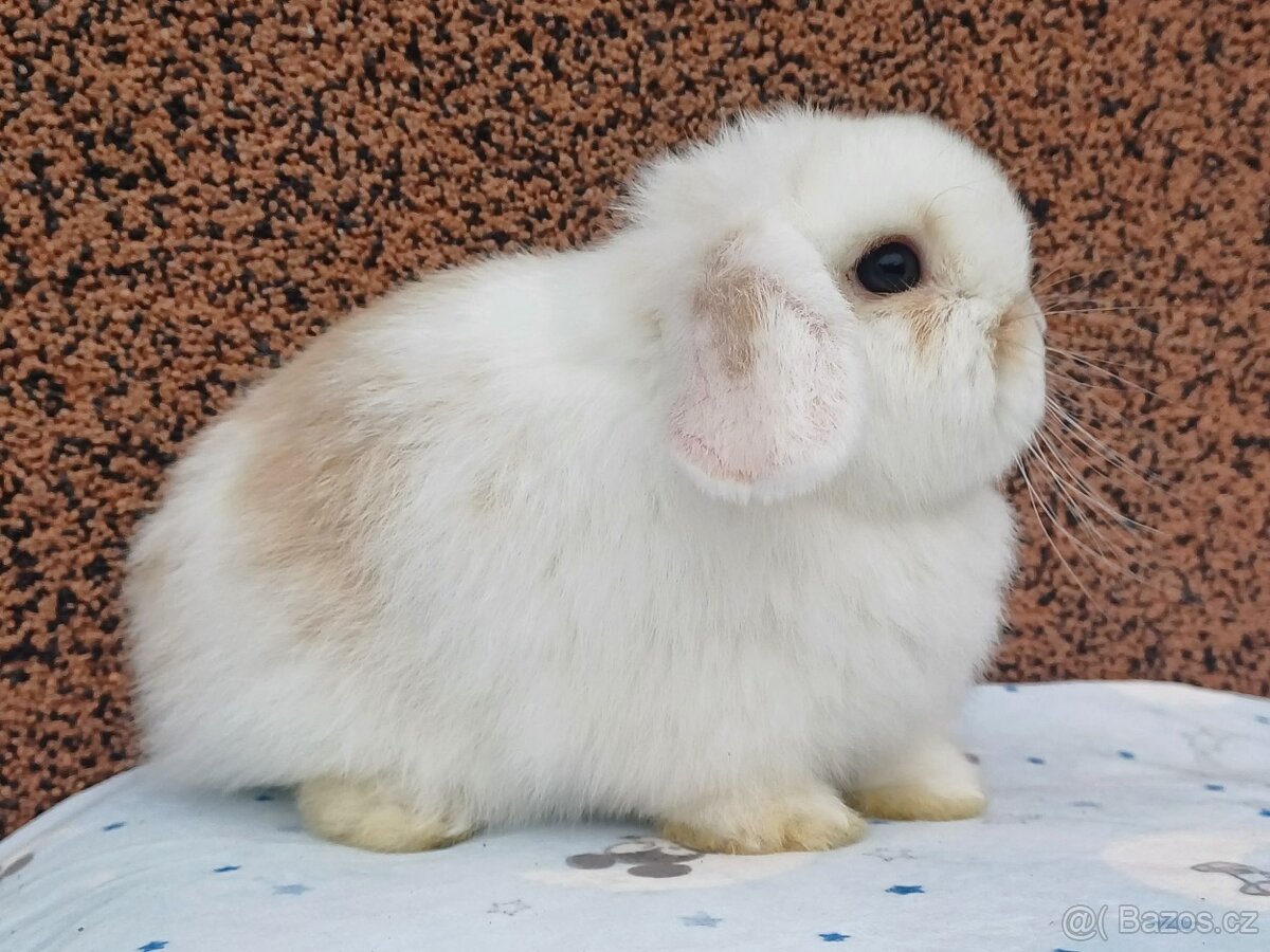 ★MiniLop Králíčci s odběrem na Vánoce ★ - 7