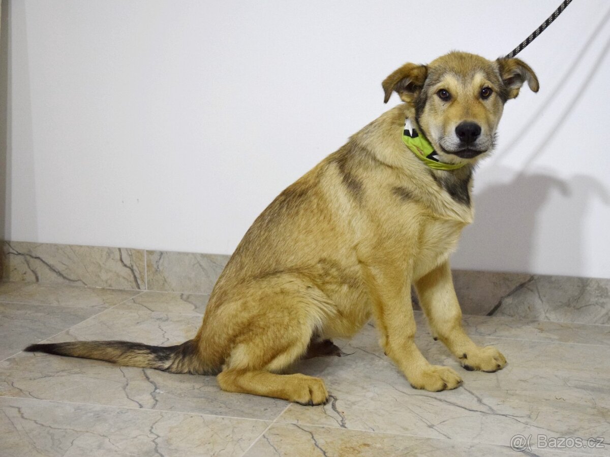 Felipe hledá domov - 7