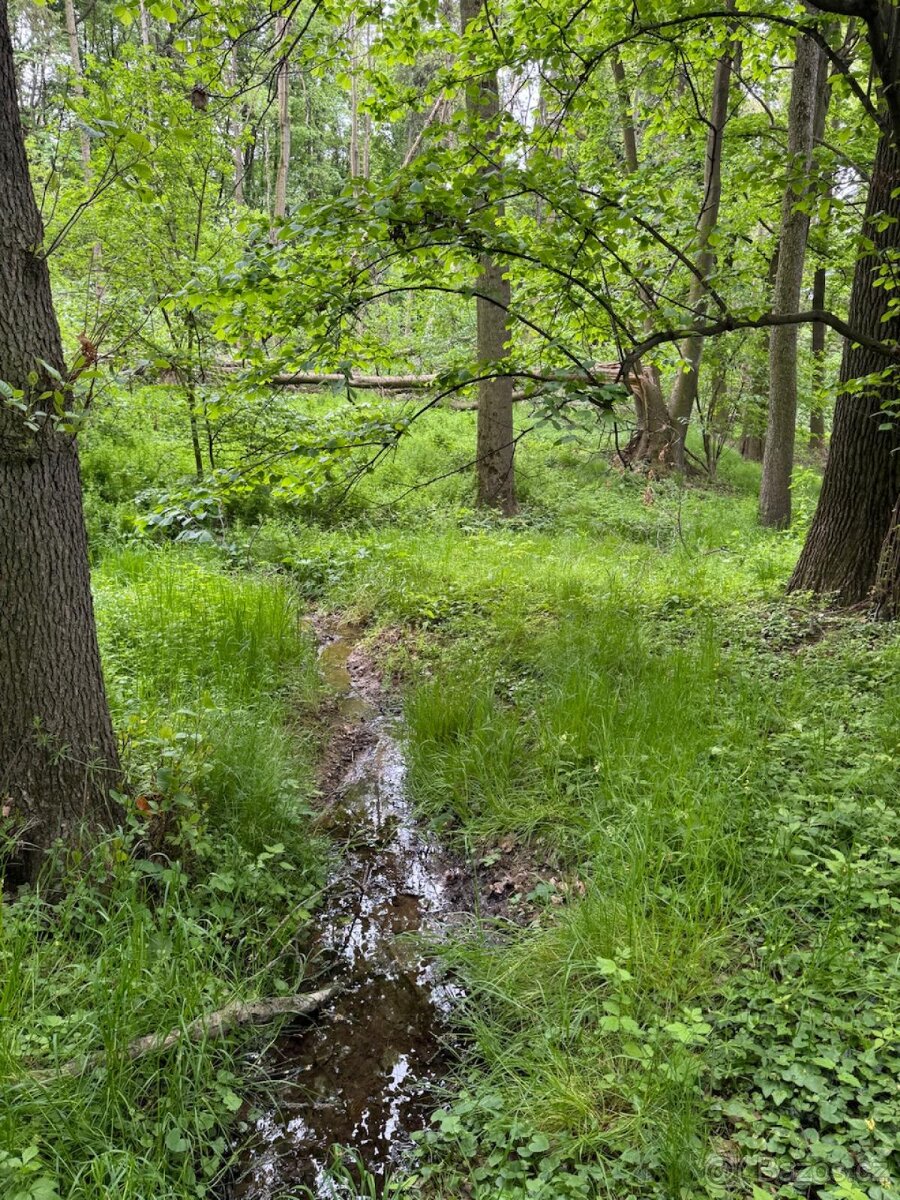 Prodám lesní pozemek v k.ú. Stěbořice - 7