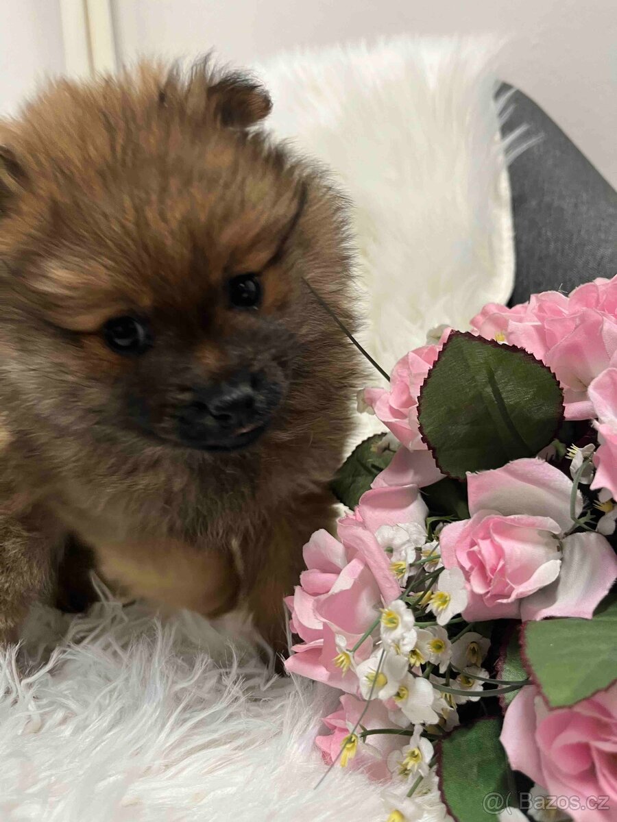 Německý špic střední - 7