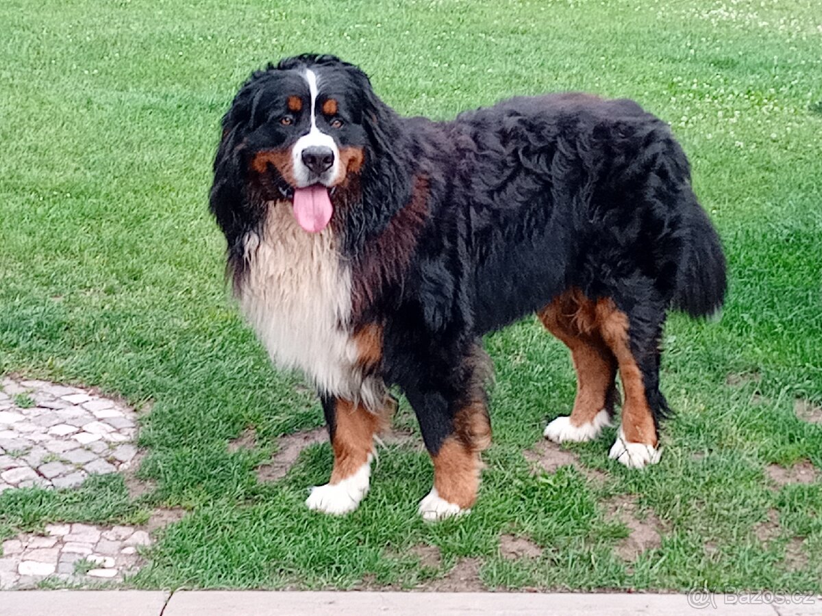 Krytí- Bernsky salašnický pes - 7
